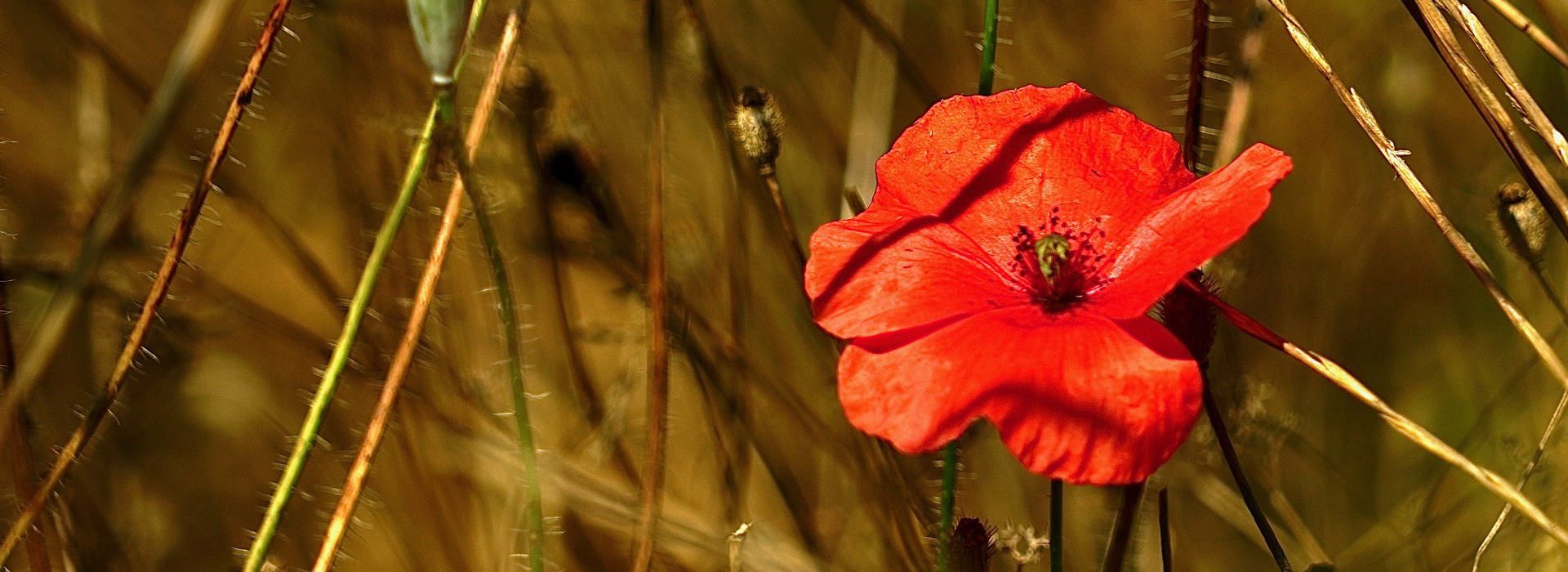 Mohnblüte im Feld