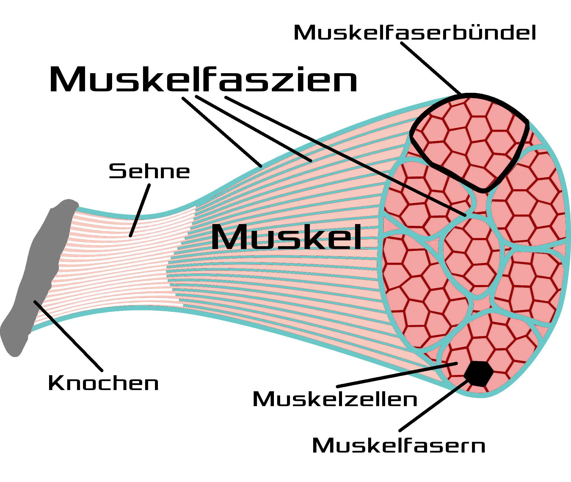 Faszien Aufbau Muskelfaszien